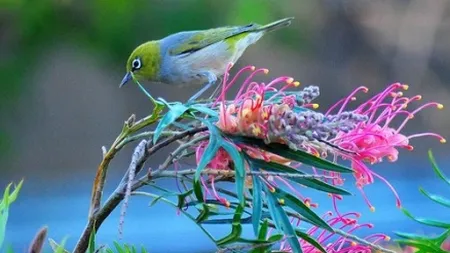 Peste 50% dintre europeni cred că vor fi afectați personal de pierderea biodiversității