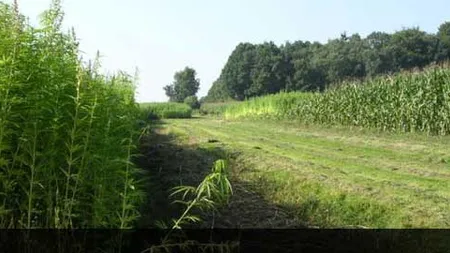 Olandezii de la HempFlax au investit 5 milioane de euro în piața cânepii din România