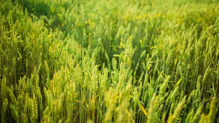 De ce isi asigura romanii terenurile arabile