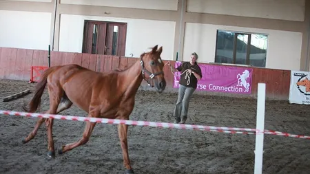 Program de leadership cu ajutorul cailor, implementat si in Romania
