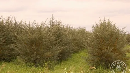 Prima recolta de catina ecologica din Romania