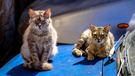 Mega-tendintele pietei auto. La ce ne putem astepta in 2030?