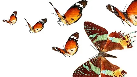 Stiinta iti da aripi. Muzeul Antipa din Bucuresti ajunge virtual la elevi din Calarasi