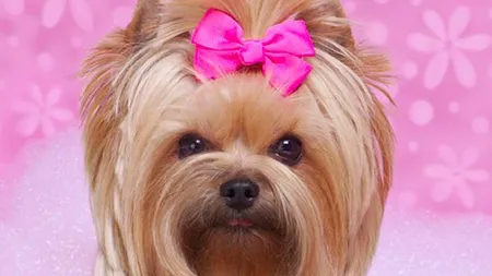 Primul hotel - SPA pentru animale de companie din Romania, detinut de o antreprenoare de origine libaneza