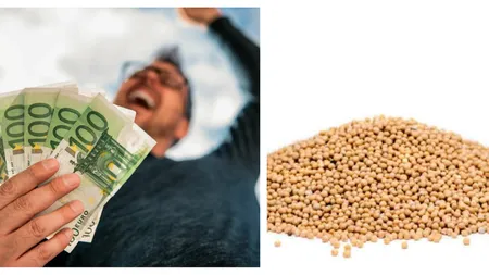 Criza muștarului ar putea îmbogăți românii care îl cultivă! Se oferă 2.000 de euro pe tona de semințe