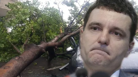 De ce nu vrea Nicușor să taie arborii vechi din Capitală. Cum și-a justificat edilul respingerea cererilor pentru defrişarea copacii bolnavi