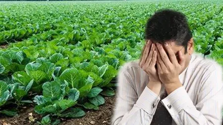 Legumicultorii europeni pot ajunge în sapă de lemn din cauza crizei energetice: „Ne punem întrebarea dacă la iarnă vom mai recolta ceea ce este deja în câmp”