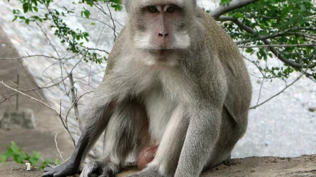 Urmează o nouă pandemie? Un virus care afectează maimuțele este la un pas să fie transmis și omului