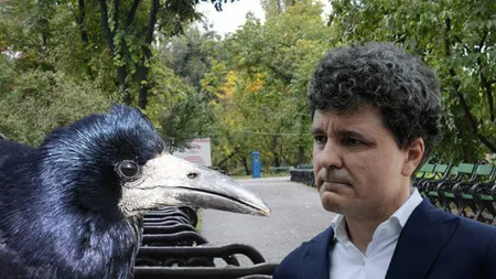 Ciorile, cel mai mare coșmar pentru Nicușor Dan! Edilul dă vina pe păsări pentru dezastrul din parcuri.