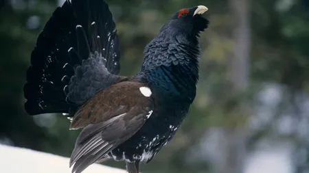 Vânătoare de cocoși de munte permisă după 10 ani! Activiștii de mediu cer demisia lui Tanczos Barna