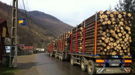 Lemne transportate ilegal în Maramureș! Un autobuz a fost oprit în Baia Mare