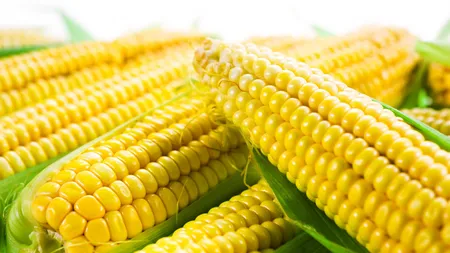 Petre Daea: “Recolta de porumb este cea mai afectată” Seceta din vară își spune cuvântul