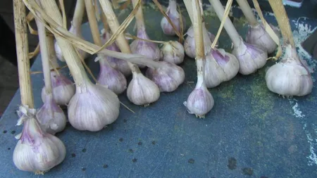 Mai mulți bani pentru usturoi! Guvernul vrea să majoreze bugetul dedicat pentru programul care susține producătorii de usturoi. Peste 5 milioane de euro!