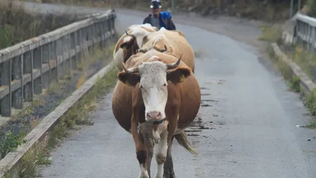 Fermierii taxați pentru râgâitul și urina vacilor. Află care este țara care introduce în PREMIERĂ MONDIALĂ o astfel de lege