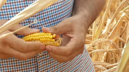Fermierii din Vaslui hrănesc animalele cu porumb din Ucraina, pentru că e mai ieftin! Vasluienii plătesc 150 de dolari tona, jumătate față de prețul din România