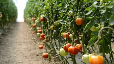 Ideea genială pe care a avut-o un agricultor din Olt! Este incredibil cum costurile i-au scăzut la un sfert!