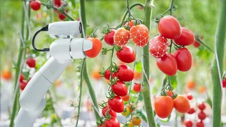 Livezile vor fi pline de roboți! Oamenii vor fi înlocuiți pentru culesul fructelor