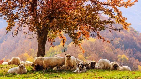 Toamna petrecută în România! Află care sunt cele mai frumoase destinații turistice pe care le poți alege pentru acest sezon