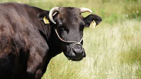 Vita de super lux Wagyu ajunge și în fermele românești. Un exemplar ajunge la 10.000 de euro! Cine este fermierul din Timiș care aduce vacile japoneze