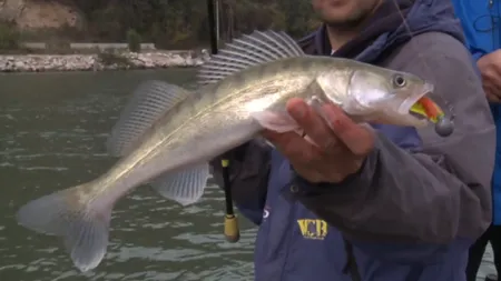 Situație alarmantă în Delta Dunării! Dispare definitiv șalăul! Motivele pentru care peștele preferat al românilor e pe cale de dispariție!