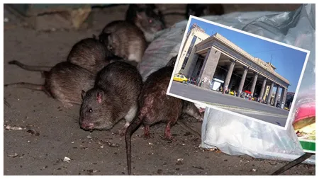 Șobolanii au invadat Capitala. Gara de Nord și parcurile centrale sunt pline de rozătoare care mișună printre gunoaie