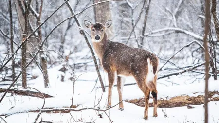 PROGNOZA IERNII. România îşi umple depozitele de gaze, vremea se schimbă radical din decembrie