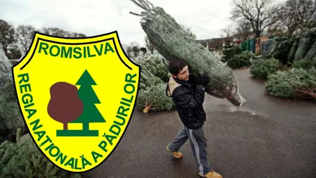 S-a dat startul sezonului brazilor de Crăciun! Romsilva vinde un brăduț și cu 15 lei! Peste 30.000 sunt scoși la vânzare