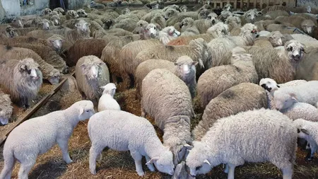 Bruxelles reduce cu 5% numărul porcilor în UE într-un singur an! Comisia Europeană nu este de acord cu creșterea animalelor de fermă