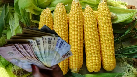 Lozul norocos pe care l-au tras unii fermieri. Porumbul zaharat poate fi produs chiar și în timp de secetă