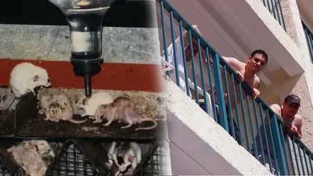 Un experiment a arătat că suprapopularea poate duce la extincție. Deși trăiau în paradis, șoarecii s-au atacat fără motiv, au format ierarhii și la sfârșit s-au autodistrus