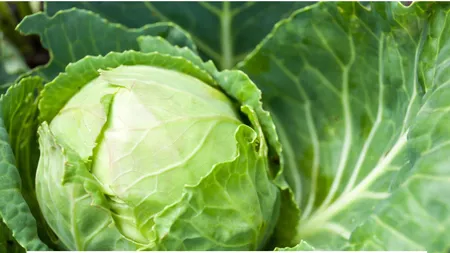 Alimentul pe care toată lumea îl îndrăgește a ajuns la jumătate de preț. Cât costă varza în momentul de față