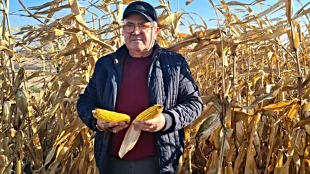 Cât de profitabilă este de fapt agricultura în Romania?! 5.000 de euro PROFIT net la un hectar de porumb! În ce condiții obțin fermierii asemenea randamente?