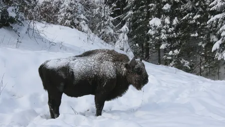 Ninsoare abundentă în Munții Stânișoarei! Zimbrii se bucură de vremea rece! Imagini spectaculoase surprinse de Romsilva