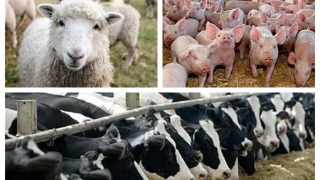 Adevăratul impact al costurilor materiilor prime. Sectorul creșterii animalelor, profund afectat
