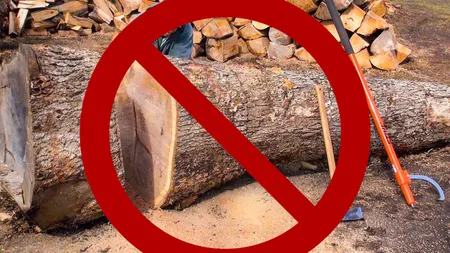 O lege așteptată de milioane de români se discută în Parlament: Începând cu 2023, exportul de buştean ar putea fi interzis pe 10 ani, inclusiv în țările europene!