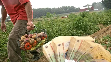 300.000 de euro/fermă în 2023. Cultivatorii de legume află cât de ușor pot primi banii de la Ministerul Agriculturii