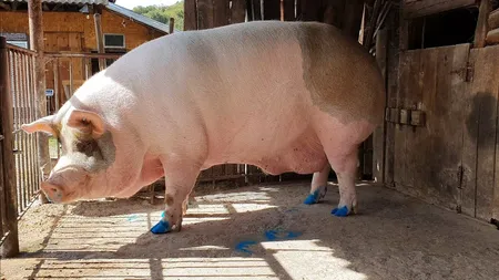 Jardel ar putea fi sacrificat de Crăciun! Cel mai mare porc din România e de vânzare pentru 20.000 de lei