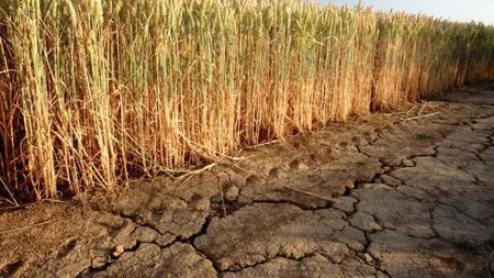 Seceta deja lovește România! Fermierii se tem că pierd culturile