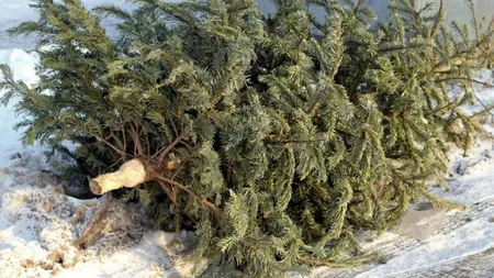 Ce puteţi face dacă nu aţi aruncat încă bradul de Crăciun? Primăriile fac apel la cetățeni să nu îl arunce la întâmplare