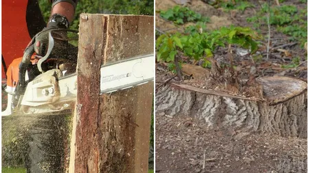 Lovitură pentru toți românii care au nuci în curte! Se dau amenzi de până la 10.000 de lei