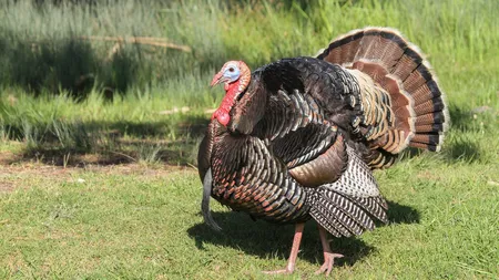 Alertă de Gripă Aviară la cel mai mare producător român! DSVSA, plan roșu pentru izolarea focarului