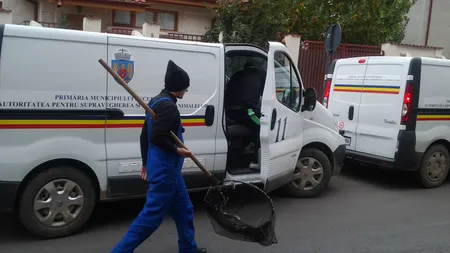 Ce salariu are un hingher în România. Angajații ASPA sunt plătiți regește, în timp oamenii nevinovați mor sfâșiați de câini