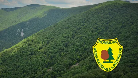 Cât costă lemnele de foc în 2025. Prețurile anunțate de Romsilva și cum pot cumpăra cetățenii