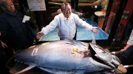 Incredibil! Un ton cu greutatea de peste 200 de Kg a fost vândut cu 270.000 de dolari