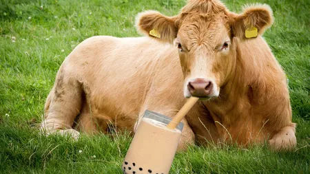 Un număr șocant de americani cred că laptele cu ciocolată provine de la vacile maro. Rezultatele unui sondaj desfășurat de o firmă de specialitate