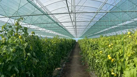 De la banane la roșii. Un importator de fructe exotice își deschide o seră de tomate în România. Petre Daea în extaz