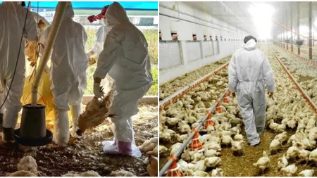 Gripa aviară lovește din nou! Au fost confirmate locurile din România în care s-au ucis peste 500.000 de păsări