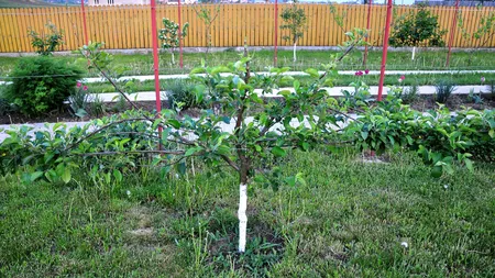 La ce distanţă se plantează pomii faţă de gardul vecinului. Care sunt excepţiile şi care sunt drepturile vecinului în cazul nerespectării legii