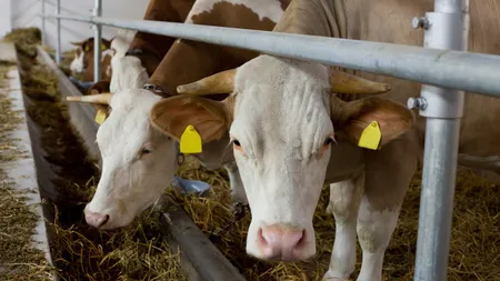 Bani de la Guvern. Executivul a aprobat o nouă schemă de ajutor de stat pentru crescătorii de bovine, în valoare de peste 200 de milioane de lei