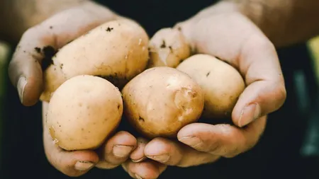 Cartofii noștri merg în alte țări iar noi îi importăm pe cei congelați. Românii îi vor curățați și ambalați. Străinii se bucură de munca noastră